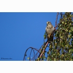 20200921 TF 1 DSC05956.jpg